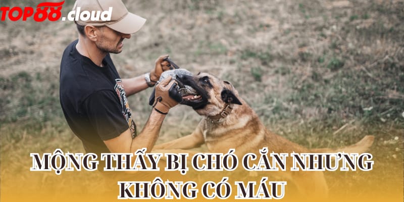 Không chảy máu khi bị chó cắn - Giấc mơ tốt 